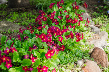 Fototapeta na wymiar Primrose, primrose with red flowers blooming in the garden. Flowers for garden or lawn design