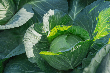 Close up of cabbage in the field. 畑のキャベツのクローズアップ