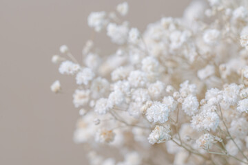 Beautiful beige romantic gypsophila flowers with neutral background cute bouquet macro