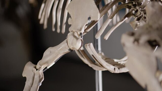 Fin bone on a Basilosaurus dinosaur skeleton on display