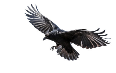Obraz premium Flying Black Crow, a Dark Contrast to the Evenings Subtle Hues on White or PNG Transparent Background.