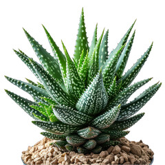 Aloe Plant Isolated on Transparent or White Background, PNG