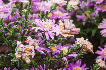 Purple aster flowers are covered with frost. Autumn frosts in the backyard garden