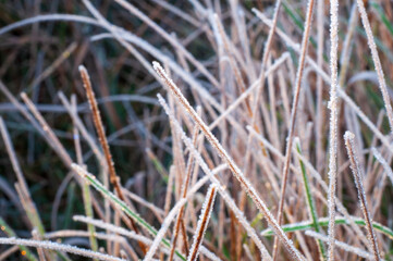 White ice crystals on dry grass blades, close-up of a frosty autumn meadow, herbarium
