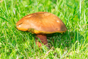 Nice view on the mushroom in the grass.