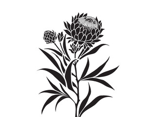 Protea flower silhouette isolated on white, Botanical drawing protea in the style of simplistic vector art