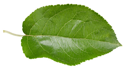 Obraz premium Apple leaf isolated
