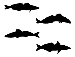 King George whiting fish silhouette vector art