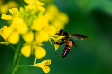 Closeup of Honey bee