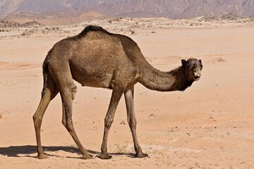 A camel in the Sahara desert. Tassili n Ajjer National Park. Algeria. Africa.