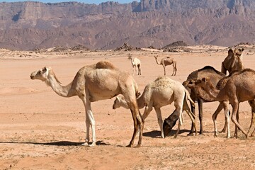 A camels in the Sahara desert. Tassili n Ajjer National Park. Algeria. Africa.