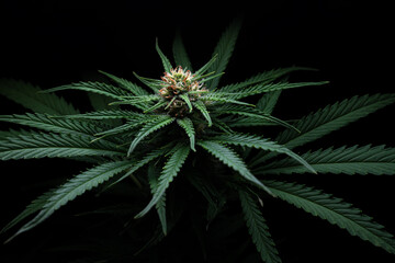 Amnesia Haze cannabis strain close-up shot dark background - 707644339