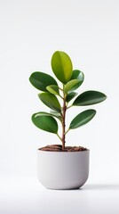 Stock image of a Baby Rubber Plant on a white background, small, compact leaves, cute and easy to care for Generative AI