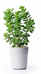 Stock image of a Jade Plant on a white background, thick, succulent leaves, symbolic of good luck and prosperity Generative AI
