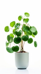 Stock image of a Chinese Money Plant on a white background, round, coin-shaped leaves, trendy and decorative Generative AI