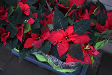 Christmas red flowers. New Year.