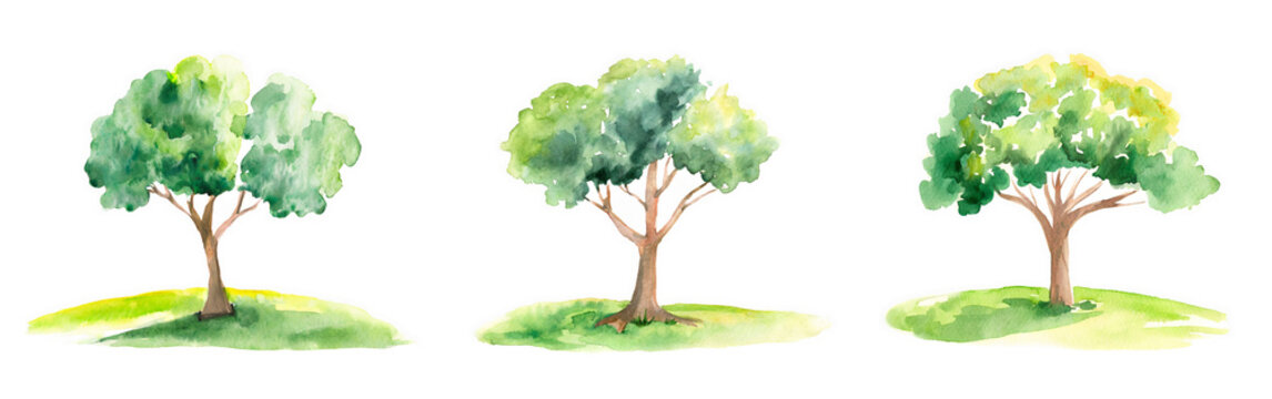 One tree painted in watercolor,  A set of trees