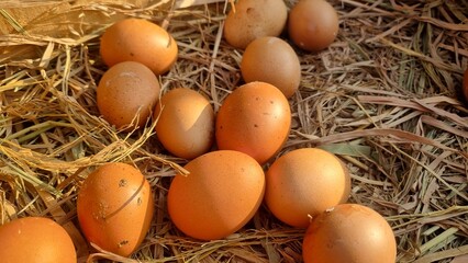 Chicken eggs laying on hay nest with selective focus. Fresh chicken eggs in wooden basket on the haystack in the chicken farm. Eggs in a nest.