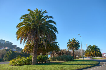 Cerca de Castrelos en Vigo hay una rotonda que tiene una gran cantidad de palmeras - obrazy, fototapety, plakaty