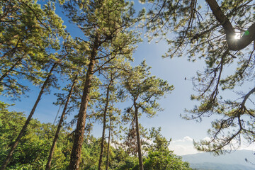 travel and people activity concept with large pine with layer of mountain and cloudy sky background