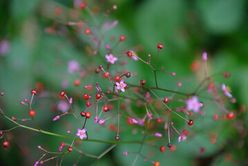 目の疲れを癒す可憐な花と赤の実と緑