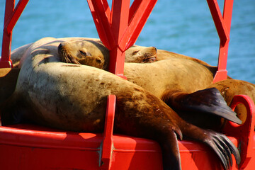 Alaska-Sea lions on a red buoy near the city of Petersburg