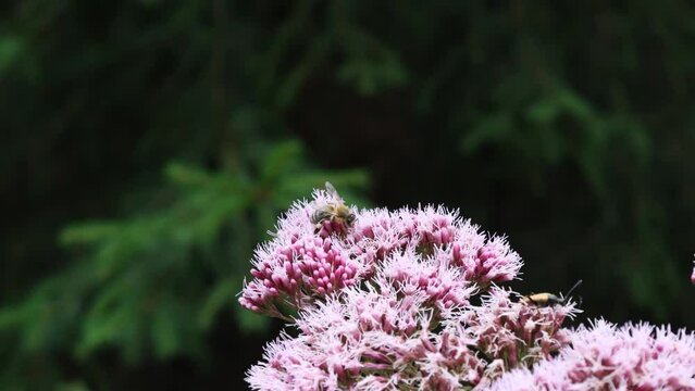 Biene auf Autumn Joy Sedum