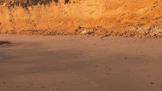 dog at rocky beach at sunset, day
