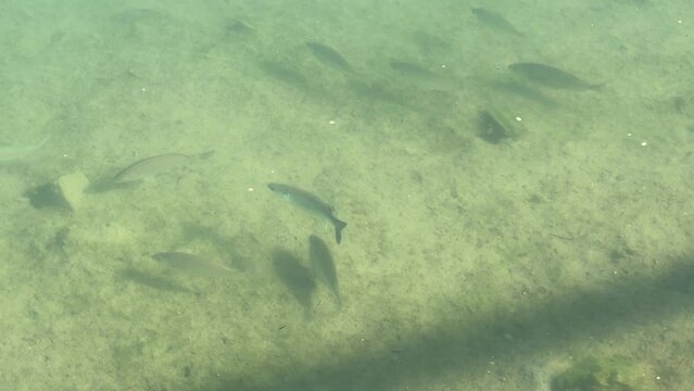 minnows swim on shallow waters, tilt up, day

