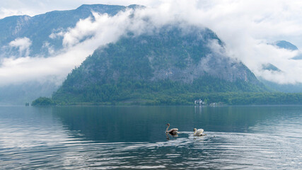 Pair of swans in the foggy lake. Mountain landscape with low clouds 
