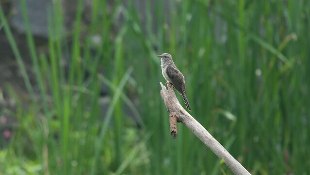 Young plaintive cuckoo Cacomantis merulinus perching on a branch with bokeh background