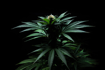 Amnesia Haze cannabis strain close-up shot dark background - 707655754