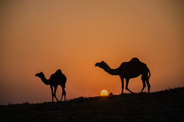 Fototapeta na wymiar Two camels during sunrise. Background. Backdrop. Wallpaper.