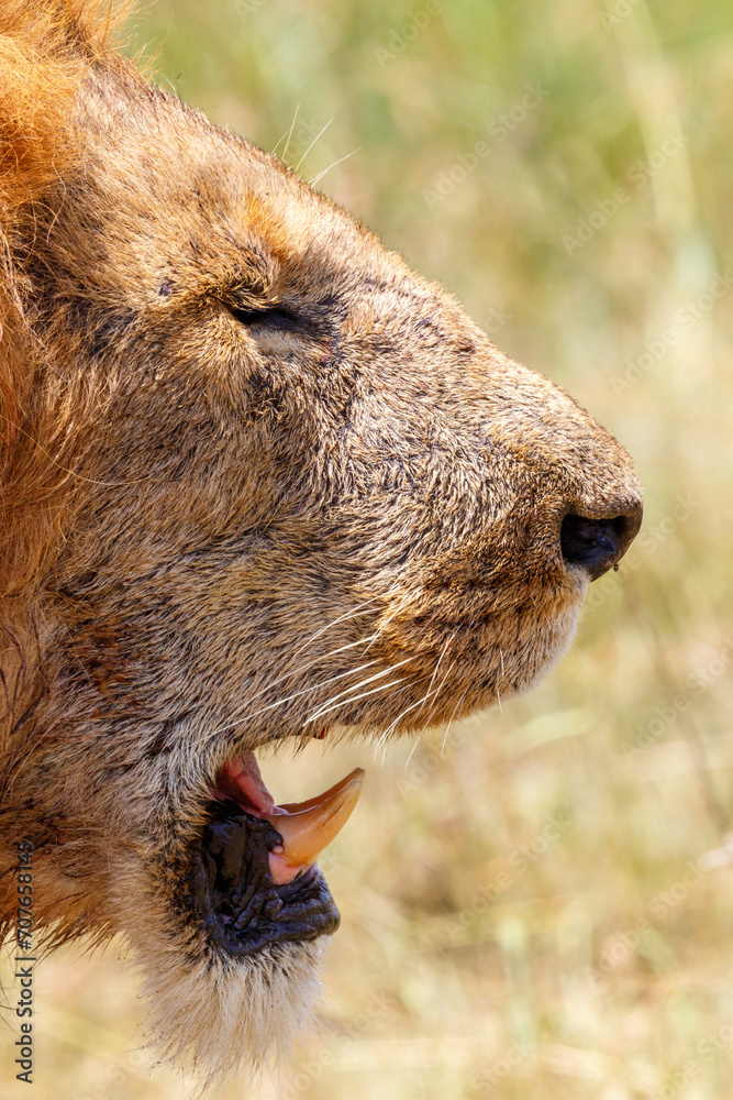 Poster Close up of a lion head