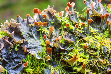 Beautiful lichen on the forest floor