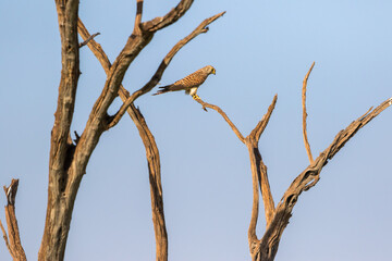 Kestrel sits in a tree snag