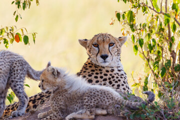 Cheetah resting in the bush with her cubs