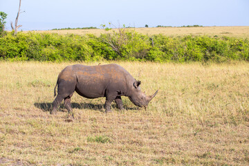 Black rhino walking on the african savanna © Lars Johansson