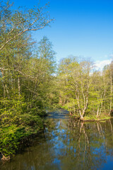 Fototapeta na wymiar River in a green forest in spring