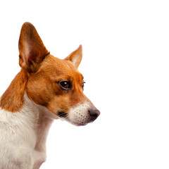 Portrait of a very alert Jack Russell Terrier on a white studio background