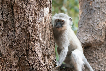 Little vervet monkey in Krueger National Park in South Africa RSA