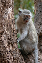 Expressive vervet monkey in Krueger National Park in South Africa RSA