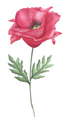 Isolated hand painted watercolor illustration of a poppy flower.  Botanical design element perfect for greeting cards, postcards, social media, mood boards, sublimation, etc.