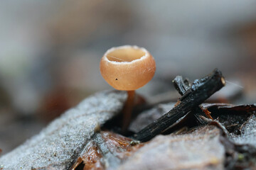 Catkin cup, Ciboria caucus, early spring fungus from Finland