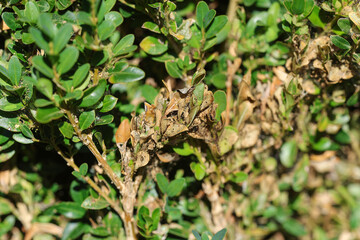 Damage on leaves. Cydalima perspectalis, the box tree moth is an invasive caterpillar of moth species pest that destroys and eats green boxwood (buxus sempervivens) leaves doing a lot of damage.