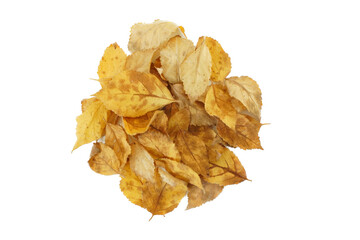 落ち葉, 枯れ葉, 紅葉, 植物, 秋, 冬, 黄色