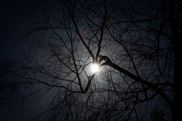 太陽を掴む木