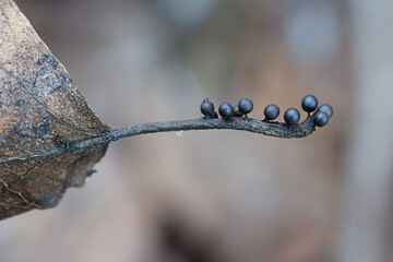 Lamproderma echinosporum, a nivicolous slime mold from Finland, no common English name