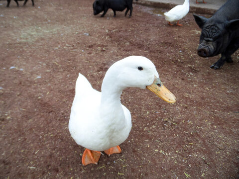 Pato Blanco Ganzo