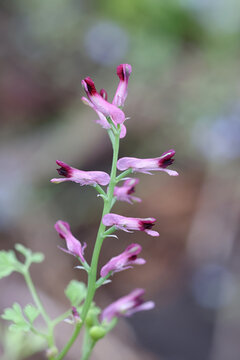 Earth smoke, Fumaria officinalis, also known as common fumitory, wild flowering plant from Finland